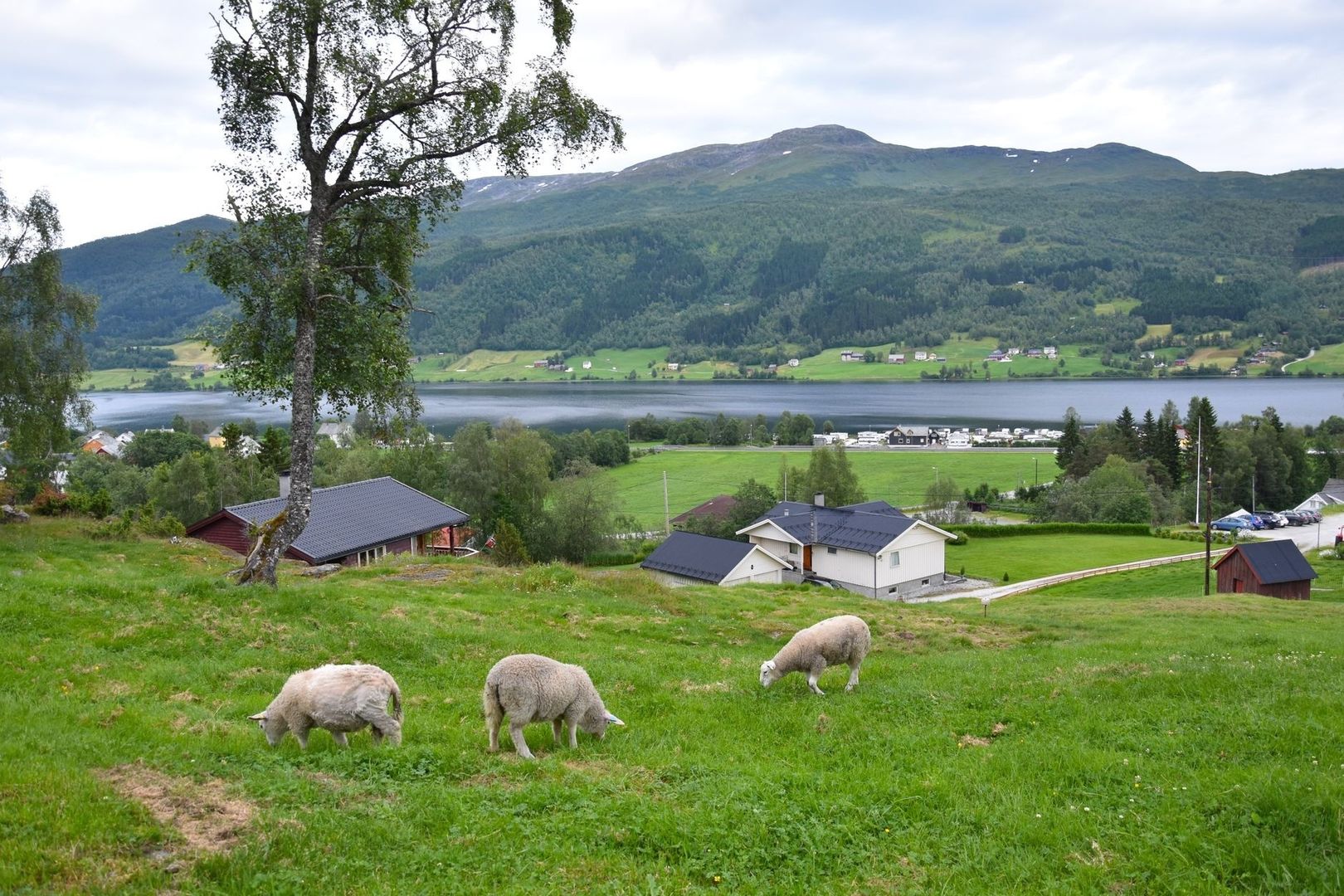 Sauer beiter på en gård ved en norsk fjord og fjell